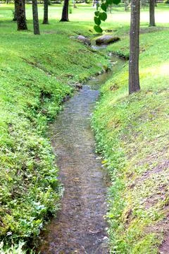 Forest stream flows between trees Stock Photos