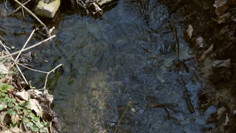 Forest stream flows 库存影片 154606489