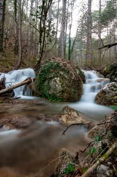 Forest stream flows gently over rocks and logs. Trees stand tall in soft, mis Stock Photos