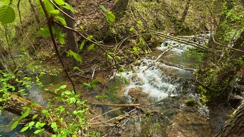 Forest stream flows gently through greenery. Balkan, Eastern Europe, POV Vídeos de archivo 333587676
