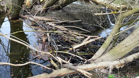 Forest stream flows gently toward a small beaver dam made of sticks. Camera Stock Footage 309194802