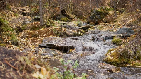 Forest stream flows over ground covered with moss Video stock 230976511