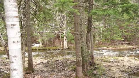 A forest stream flows past a birch tree in the foreground, set within a dense Stock Footage 336430352