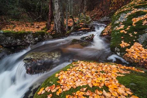 A forest stream flows past mossy rocks covered in autumn leaves. Stock Photos