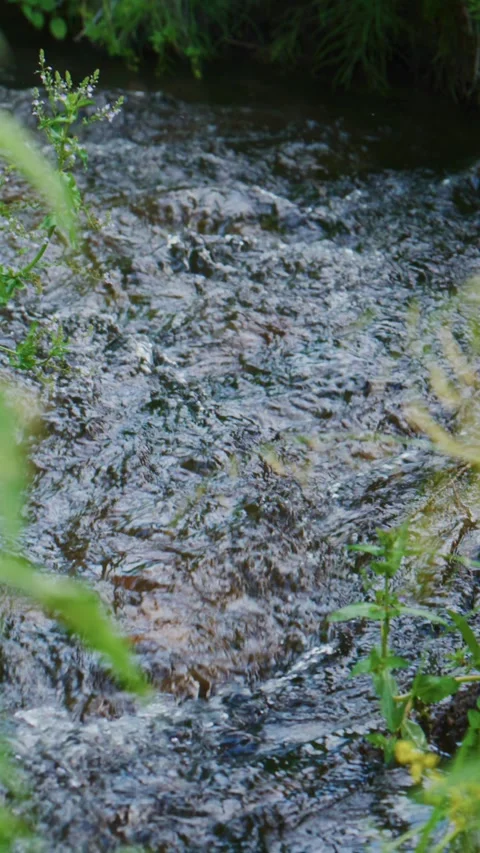 Forest stream flows swiftly over rocks with lush vegetation edges Stock-Footage 335577004