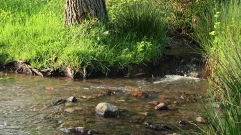 A forest stream flows through a clearing full of grass 스톡 동영상 274711771
