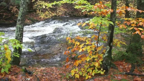 A forest stream flows through colorful autumn foliage Stock Footage 312535031