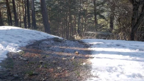 A forest stream flows through the snow-covered ground, surrounded by tall trees Stock Footage 293713655