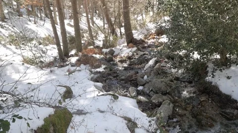 A forest stream flows through the snow-covered ground, surrounded by tall trees Stock Footage 293713699