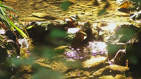 Forest stream flows through the stone bottom, the sun's rays reflect in the Stock Footage 96220345