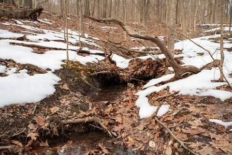 Forest stream flows under branches and fallen leaves. Foto stock