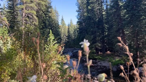 Forest stream flows with weeds and flowers in blurry foreground Stock Footage 273176500