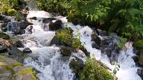 Forest stream Stock Footage 1038158