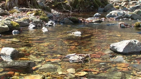 Forest stream Stock Footage 5089085