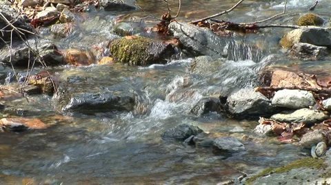 Forest stream Stock Footage 5090482