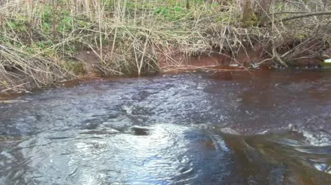 Forest stream Stock-Footage 10899325