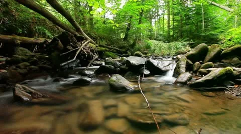 Forest stream Stock Footage 19871941