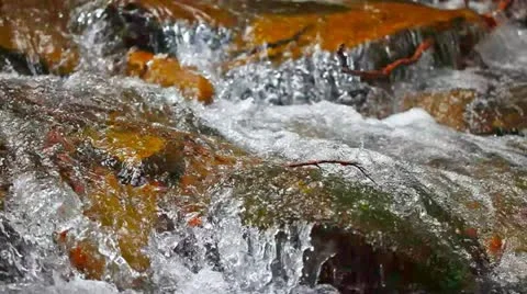 Forest stream Stock Footage 21290768