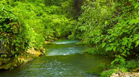 Forest stream 스톡 동영상 34817873