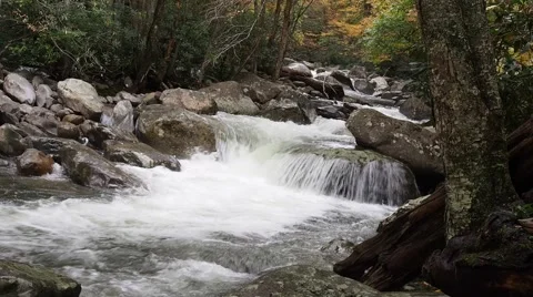 Forest Stream Stock Footage 49656946