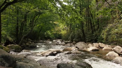 Forest Stream Stock Footage 49658718