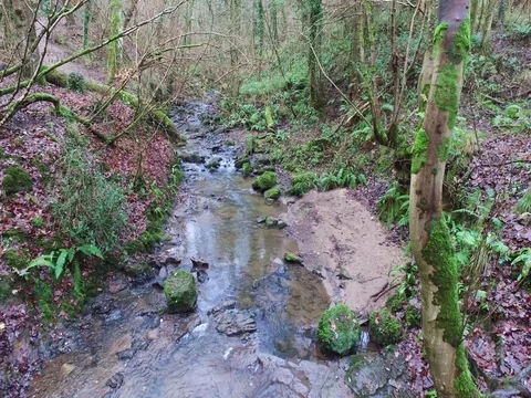 Forest Stream Stock Footage