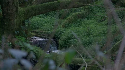 A forest stream Stock Footage 74279889