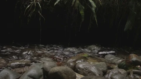 Forest Stream Stock Footage 76945235