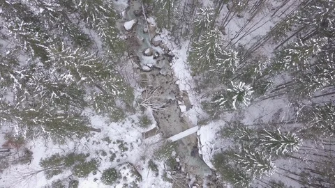 Forest Stream  Vídeo Stock 88708034