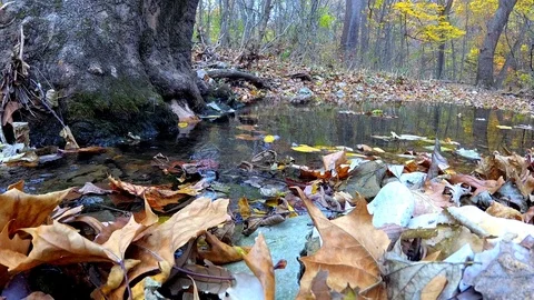 Forest stream Stock Footage 98614729