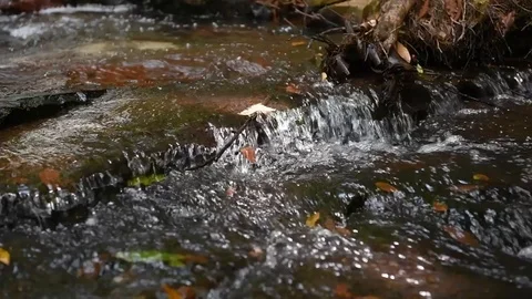 Forest Stream Stock Footage 101768804