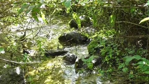 Forest stream Video stock 118804280