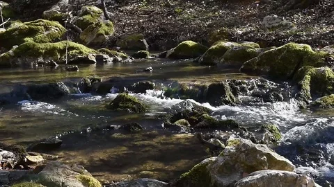 Forest stream 動画素材 126277170