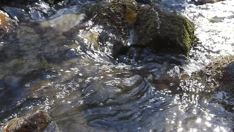 Forest stream 動画素材 126393400