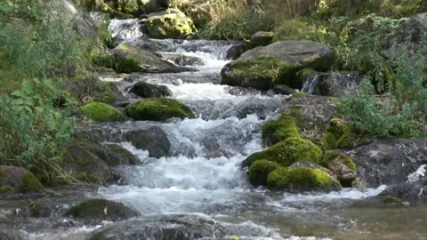 Forest stream 動画素材 133494110