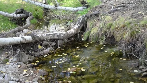 Forest stream. Video stock 138972894