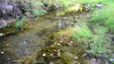 Forest stream. Video stock 138972932