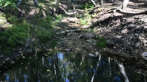 Forest stream. 스톡 동영상 138972989
