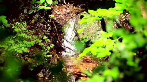 Forest stream Video stock 139708138