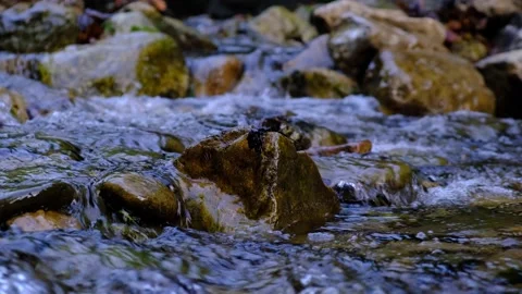 Forest stream Stock Footage 139769111