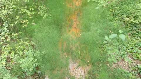 Forest stream Stock Footage 139888391