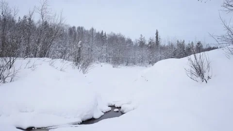 Forest with stream Stock Footage 142822297