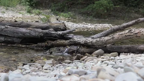 Forest stream. Stock Footage 147397105