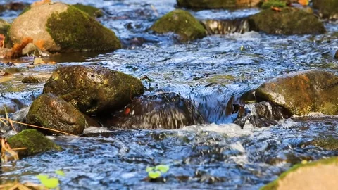 Forest stream Video stock 148350574