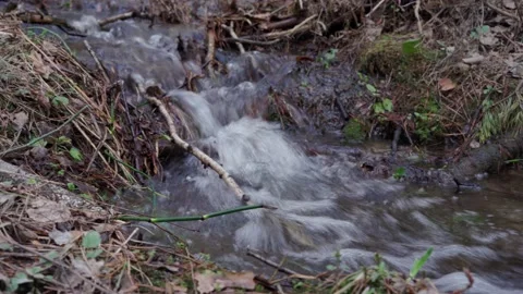 Forest stream. Stock Footage 154456834