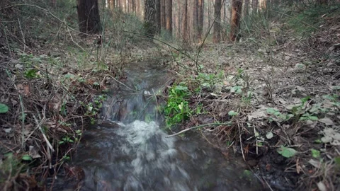 Forest stream. Stock Footage 154457260