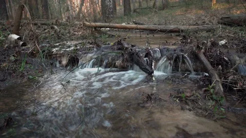 Forest stream. Stock Footage 154457290