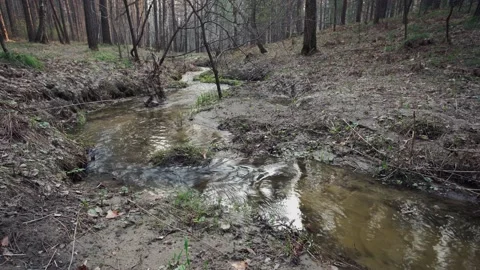 Forest stream. Stock Footage 154457392