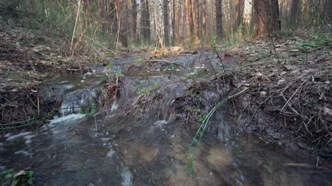 Forest stream. Stock Footage 154493731