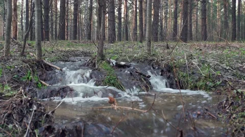 Forest stream. Stock Footage 154494379